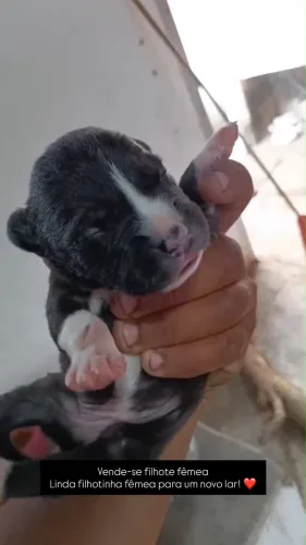 Filhote fêmea de american bully com pit Bull