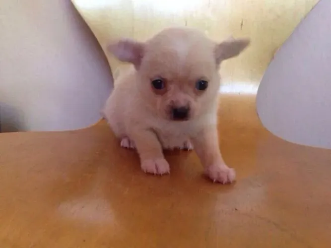 Chihuahua perfeito