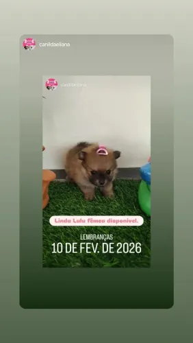 Lulu dá Pomeranea disponível