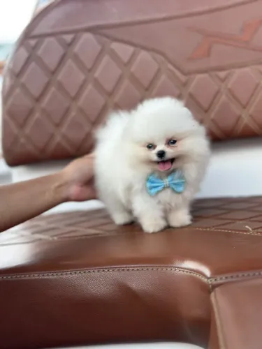 SPITZ ALEMÃO LULU DA POMERANIA!!!