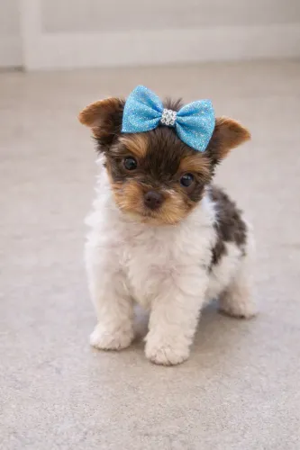 Uma impecável filhote de yorkshire birô fêmea MICRO