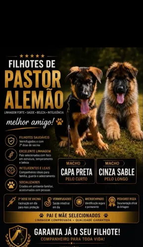 Vendo Filhotes de Pastor Alemão
