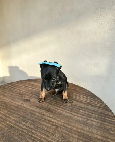 Pinscher mini filhotes 