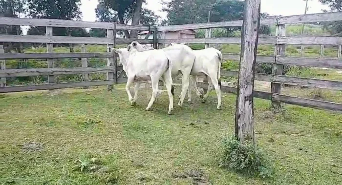 Três fêmeas Nelore 