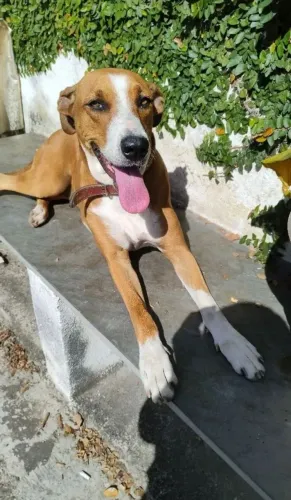 Vende -se uma cachorra dócil de porte médio!