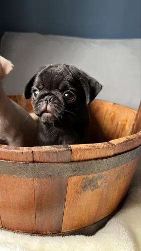 Filhotes de Pug branco exótico, preto e Abrico 