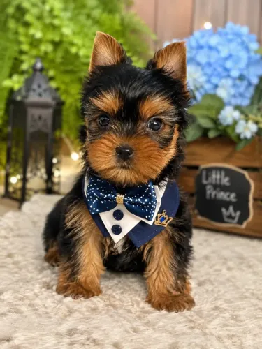 Super lindinho Yorkshire mini macho para você 