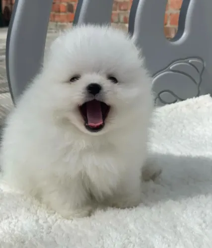 Cachorro Spitz Alemao filhote encantador ideal para apartamento