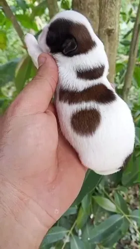 SHIH TZU - FILHOTES LINDOS E PRONTOS PARA RESERVA