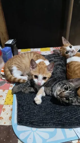 Gatinhos filhote para adoção 