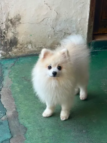Spitz alemão