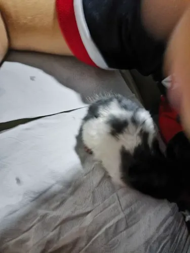Hamster