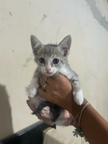 Gatinhos para adoção