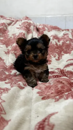 Lindos filhotes mini de Yorkshire Terrier