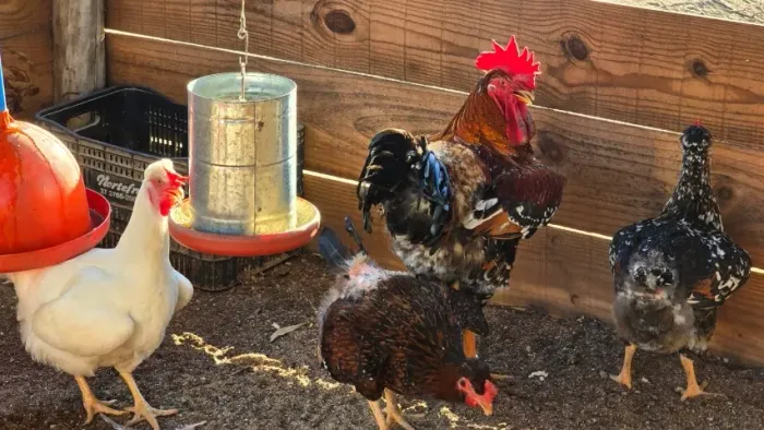 Ovos Galados de Galinha GSB e Codorna Gigante - Jacupemba (ES)