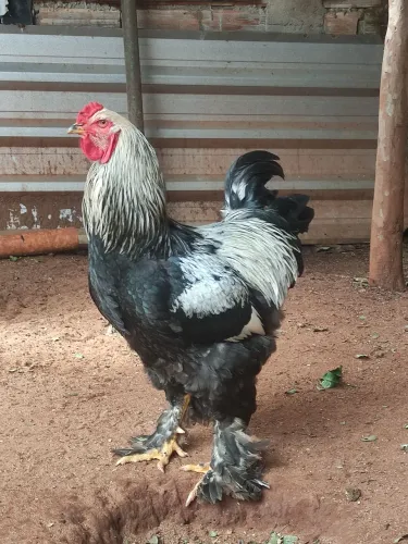Galo raça Brahma
