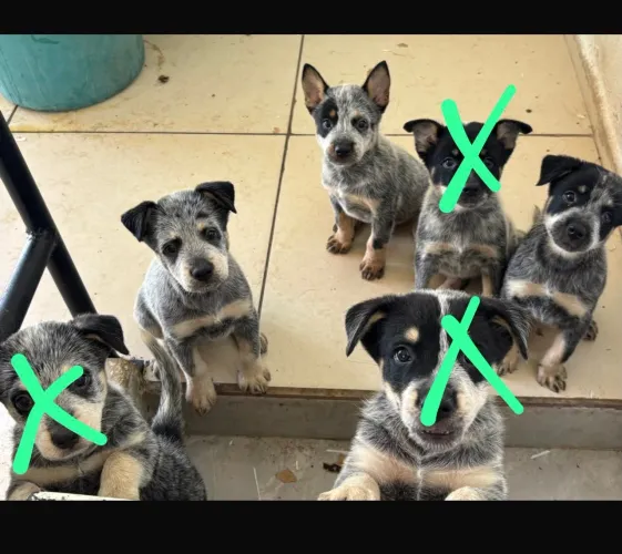 Filhotes de Blue Heeler para vender