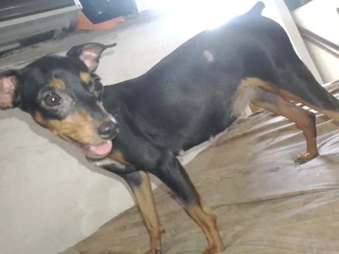 Procuro um namorado pra minha fêmea pinscher 01