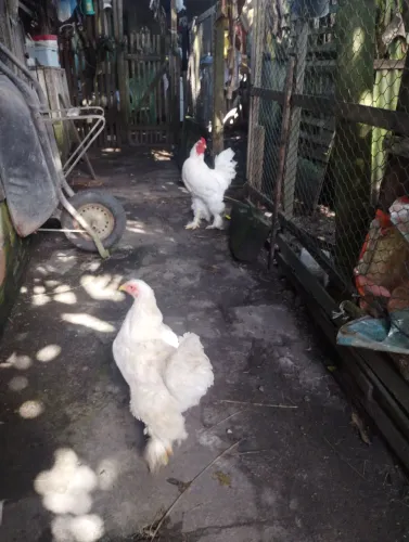 Casal de Brahma white