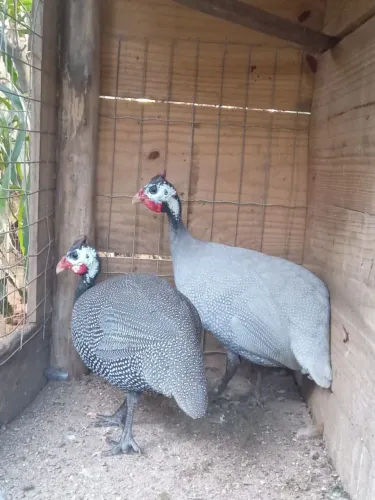 Casal de angolas