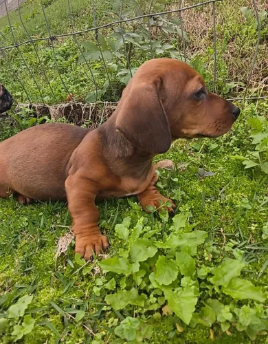 Macho daschund salsicha linguicinha