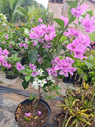 Bungavilhe as mas variáveis enxertos 