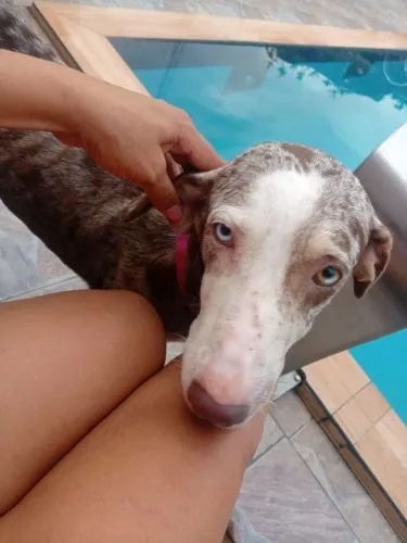Talita p adoção porte GG