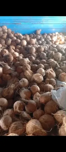 Cocos verde e secos 