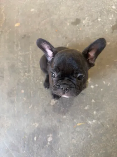 Buldogue francês 