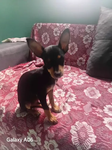 Pincher
