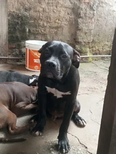 Cachorro