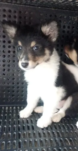 Vendo lindas femeas Da Raça Border Collie 
