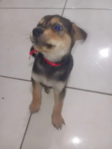Custo de ajuda Chow Chow X labrador 
