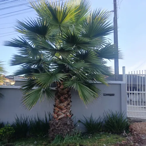 washingtonia palmeira
