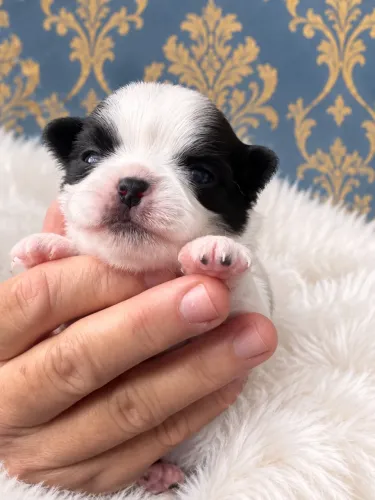 CHIHUAHUA MACHO PELO LONGO