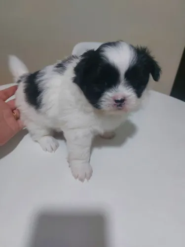 Vendo Shih tzu