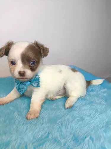 Chihuahua filhote macho