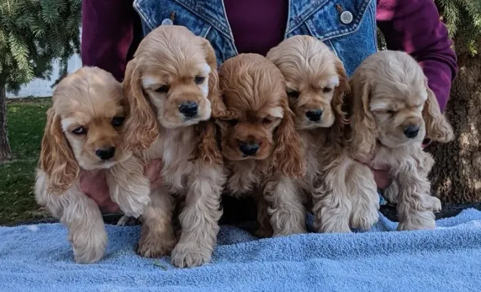 Cocker spaniel raça encantadora 