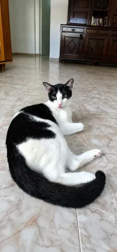 ADOÇÃO DE GATOS 
