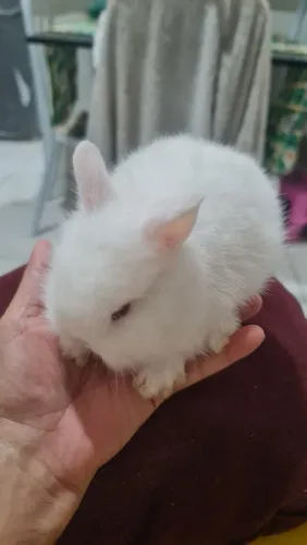 Mini lion head