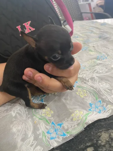 Pinscher miniatura zero
