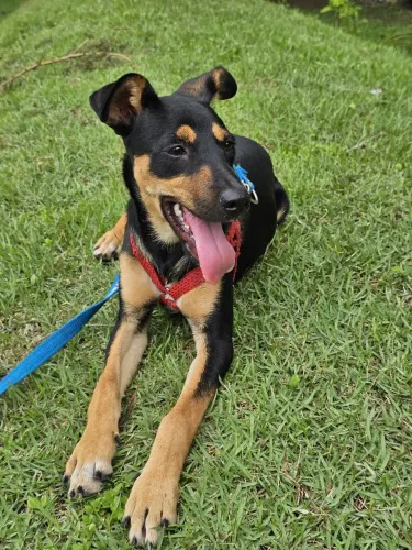 Cachorrinha para adoção!!!!!