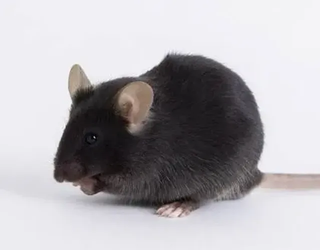 Camundongo