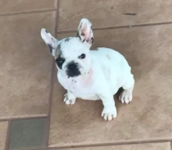 Bulldog frances estrutura forte