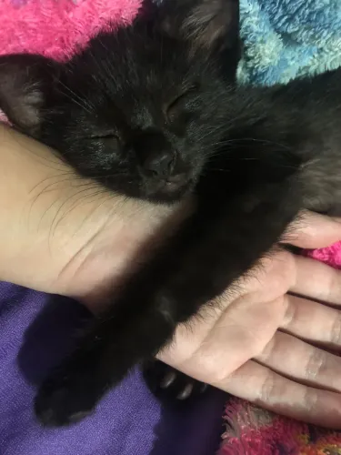 gatinho filhote