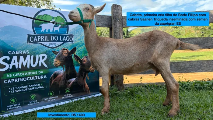 Cabra Samur ( Saanen com Murciana ) alta produtividade primeira cria 