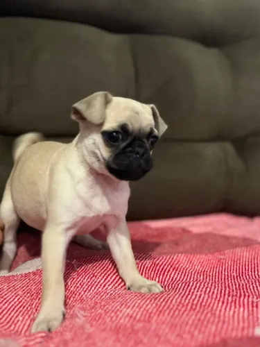 Fêmea Pug 2 meses