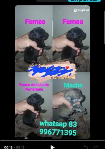 Meninos