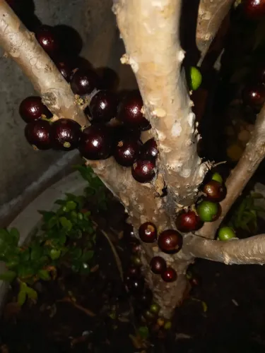 Jabuticabeira hibrida com 3 metros