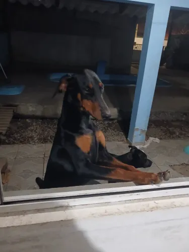 Cachorra dobrem